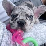 Nylabone Puppy Chew Teething Pacifier – Puppy Chew Toy for Teething – Puppy Supplies – Bacon Flavor, Small/Regular (1 Count)